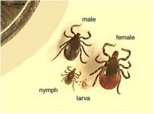 Blacklegged ticks carry Lyme disease