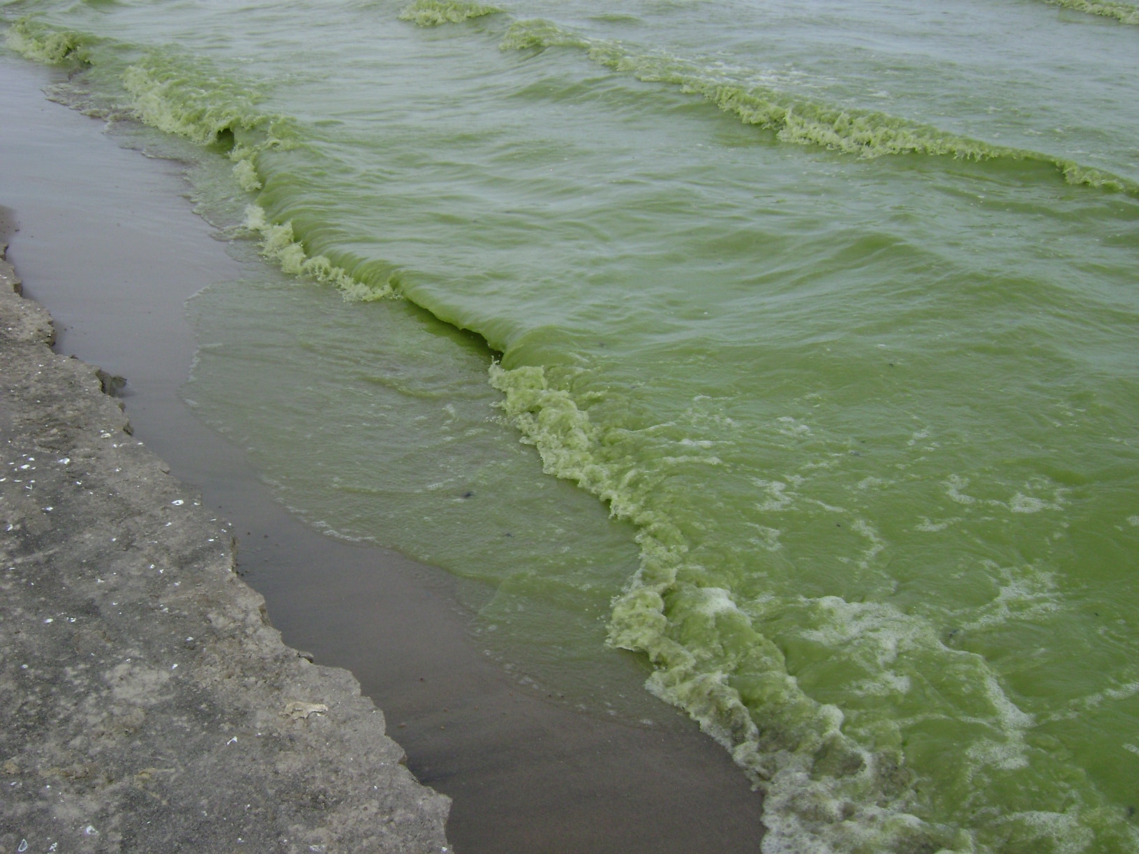 Cyanobacteria Or Blue-green Algae 