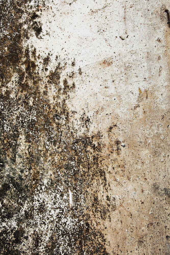 A Tenants Guide To Mould - Chatham-Kent Public Health Unit