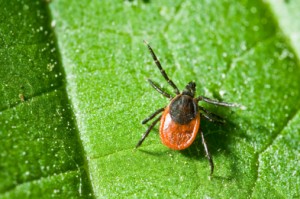 tick on a green leaf