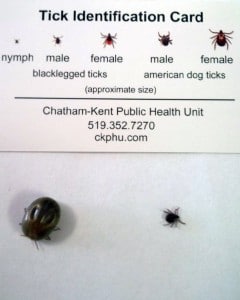 ticks brought to us