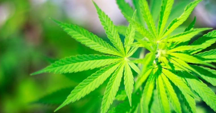 Picture of marijuana plant