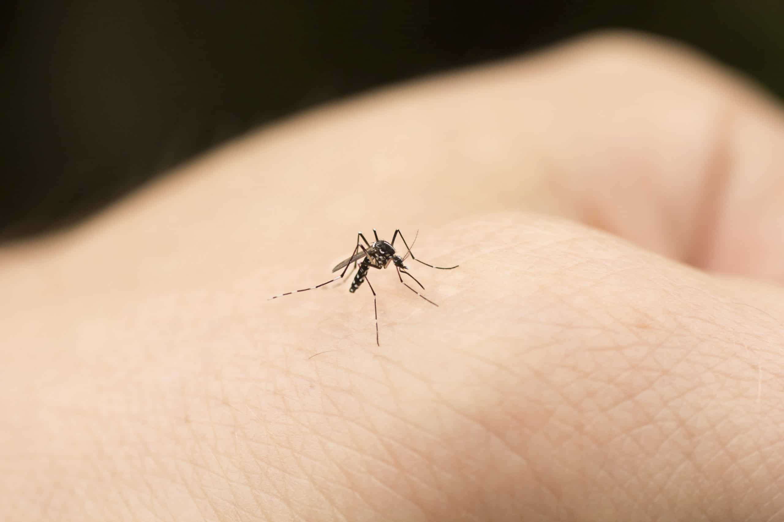 Picture of a mosquito on a hand