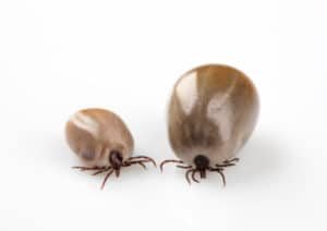 Engorged ticks