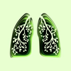 Illustration of human lungs