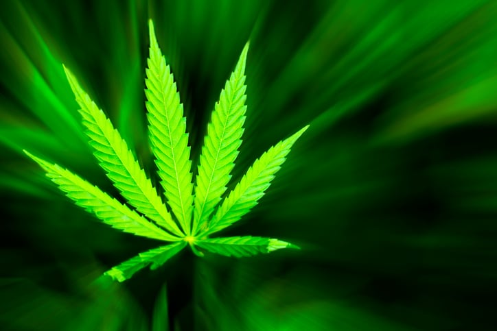 Picture of marijuana leaf