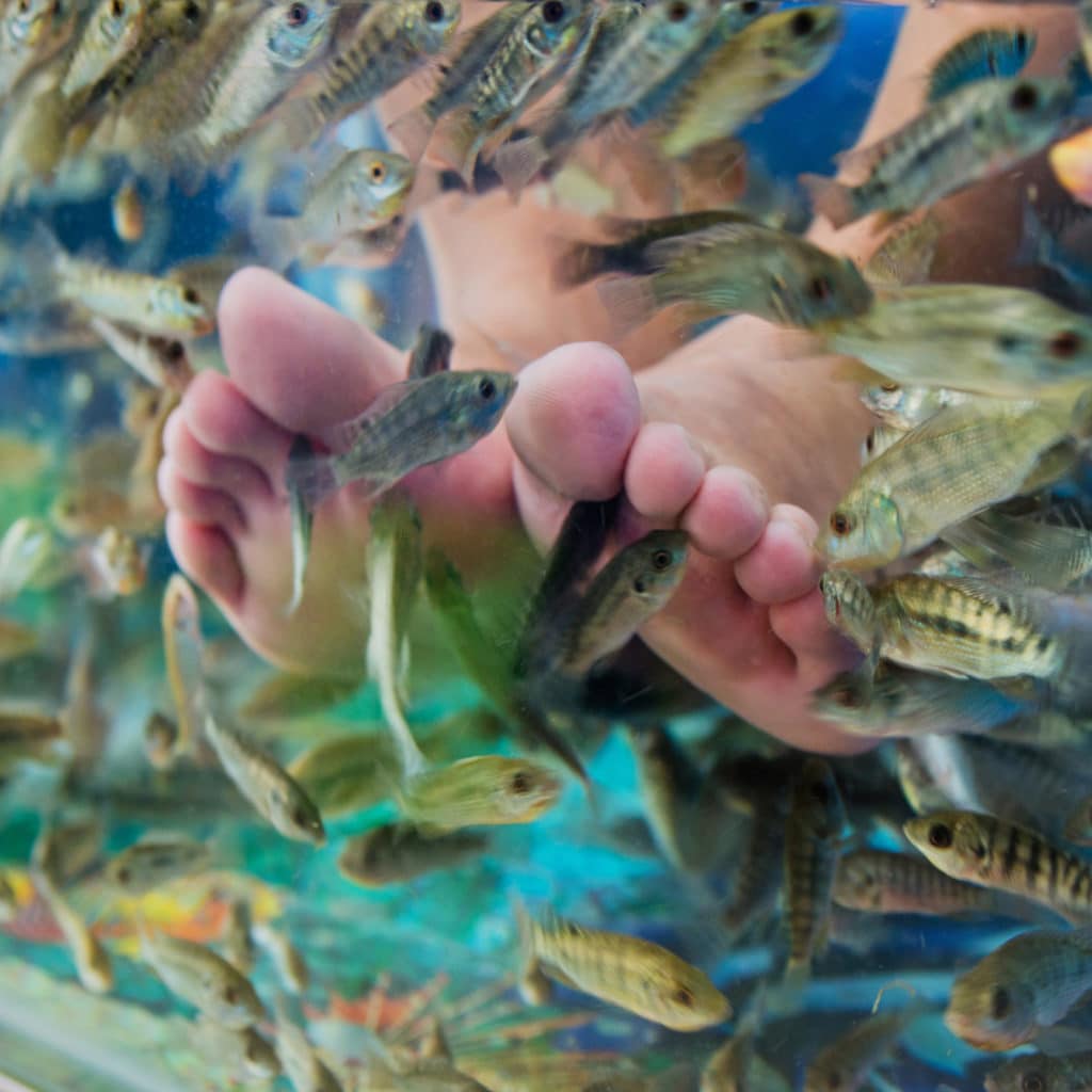 Fish pedicure