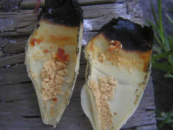 The waxy substance left in the tube after ear candling is actually candle wax.