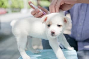 puppy getting vaccine