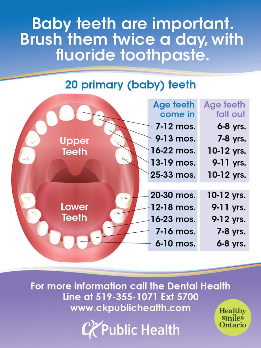 oral-health-care-for-infants-and-toddlers-ck-public-health