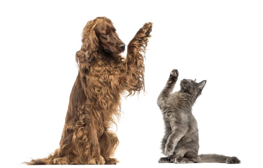 dog and cat raising one paw to signal a high five