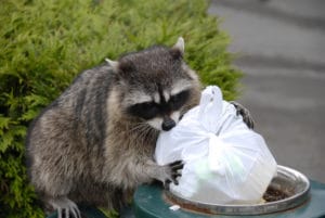 raccoon getting into garbage