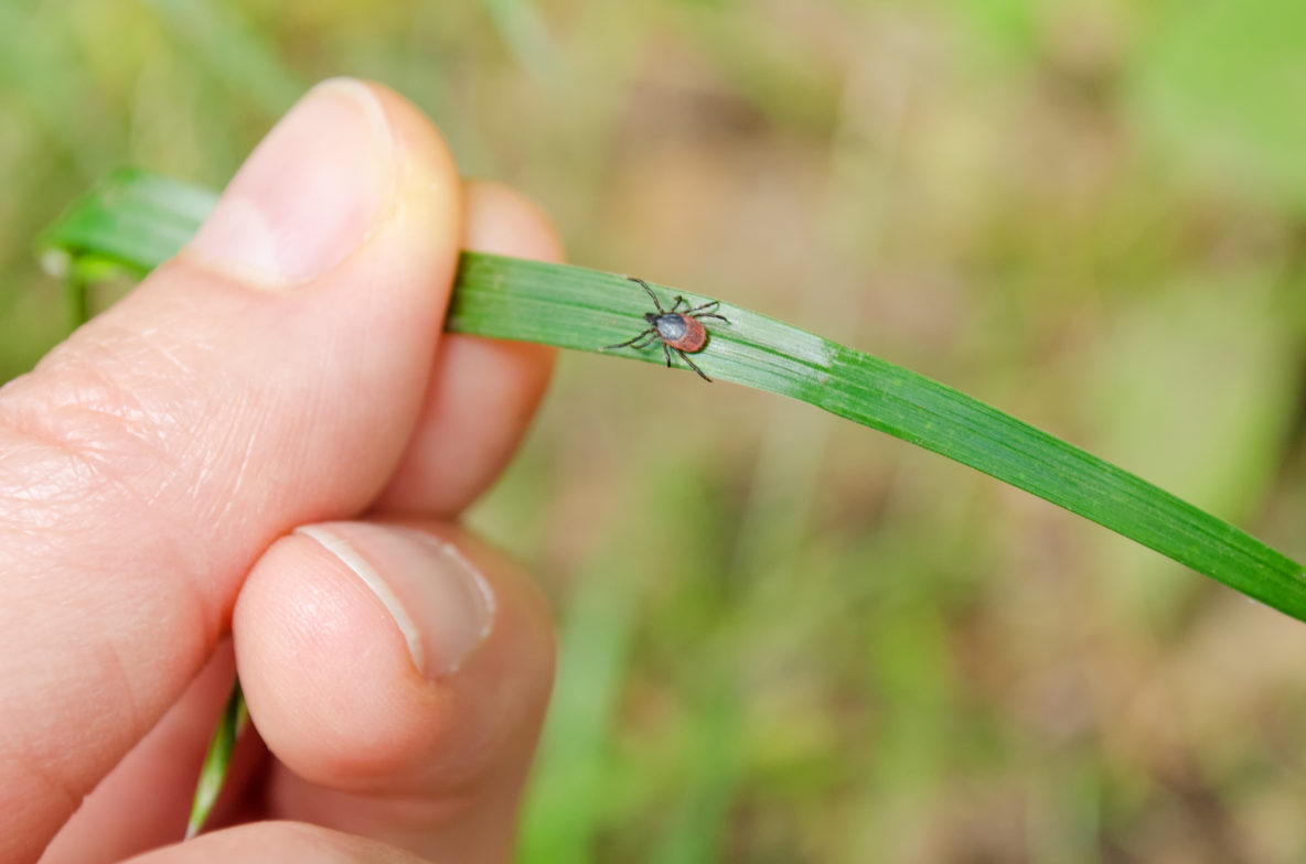 fingers holding a blade of grass with a blacklegged tick on it