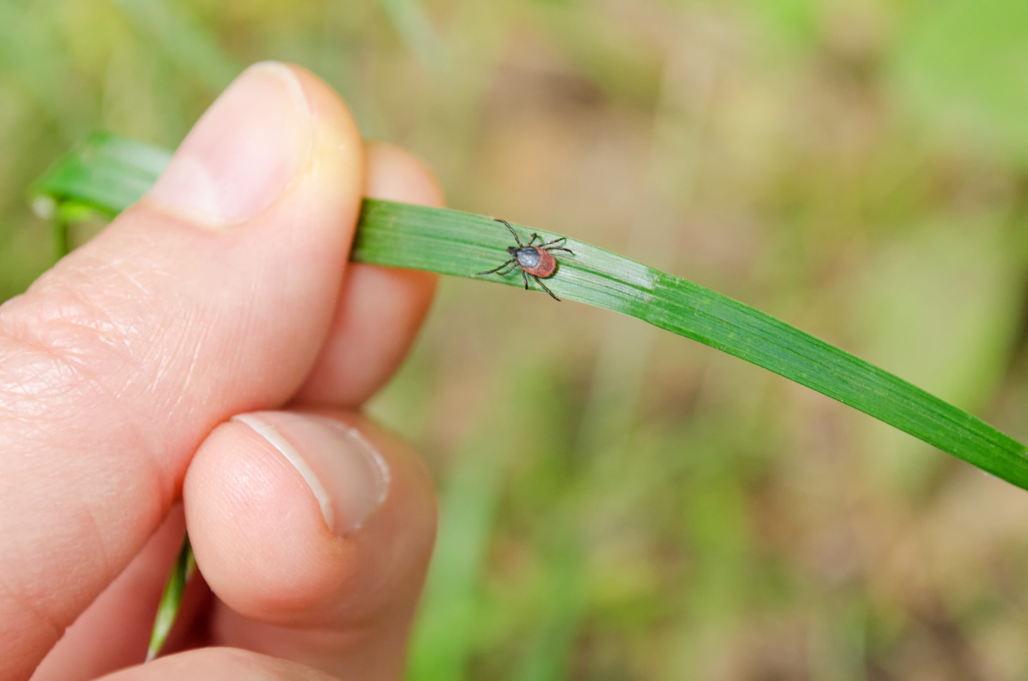 blacklegged-ticks-are-terrible-at-social-distancing-ck-public-health