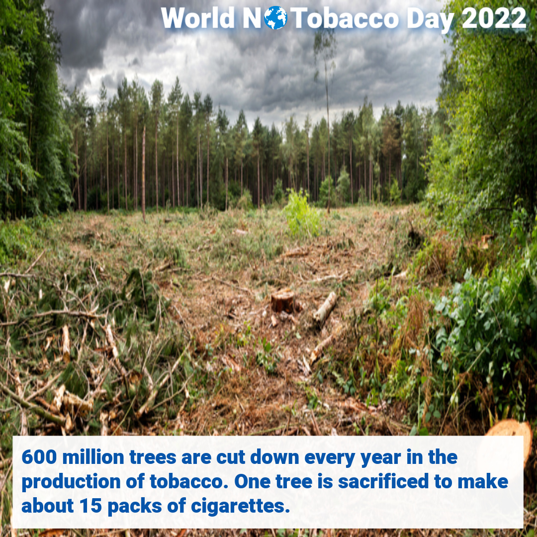 World No Tobacco Day 2022. 600 million trees are cut down every year in the production of tobacco. One tree is sacrificed to make about 15 packs of cigarettes.
